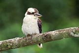 Laughing Kookaburraborder=